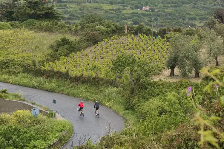 In sella tra i vigneti autoctoni dell'isola