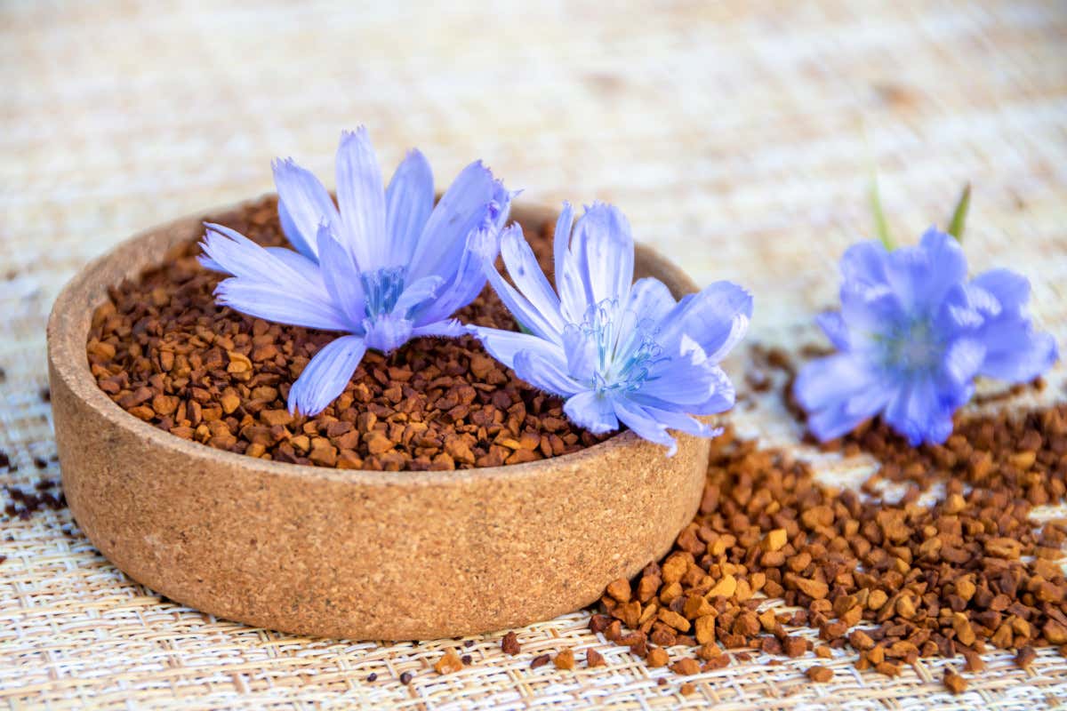 Una tazza di caffè… di cicoria: i benefici da conoscere e come gustarlo Una tazza di caffè… di cicoria: i benefici da conoscere e come gustarlo