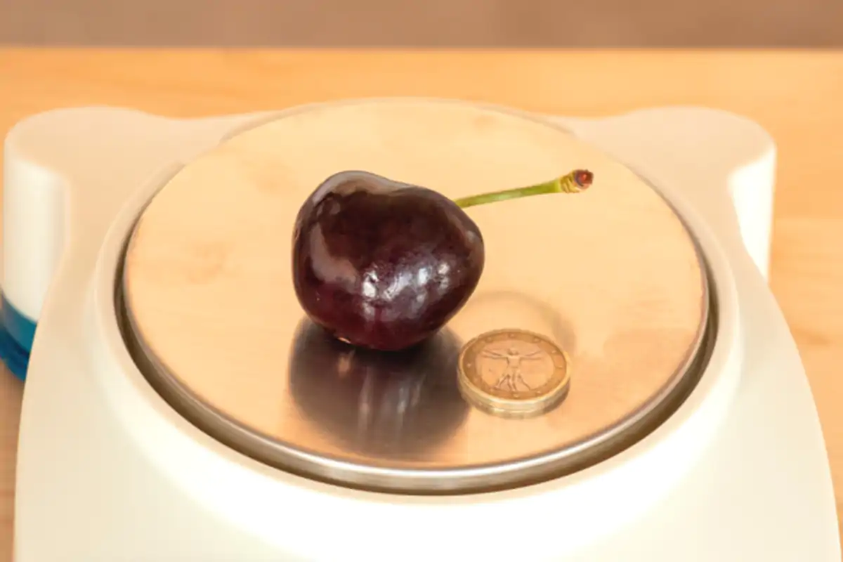 La ciliega da record A Ferrara la ciliegia Sweet Stephanypi&ugrave; pesante del mondo: 26,45 grammi