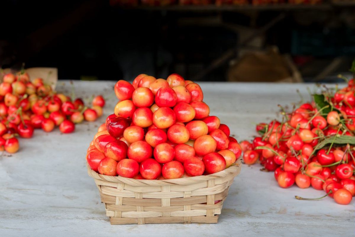 La ciliegia Somma dei Monti Lattari è un nuovo presidio Slow Food