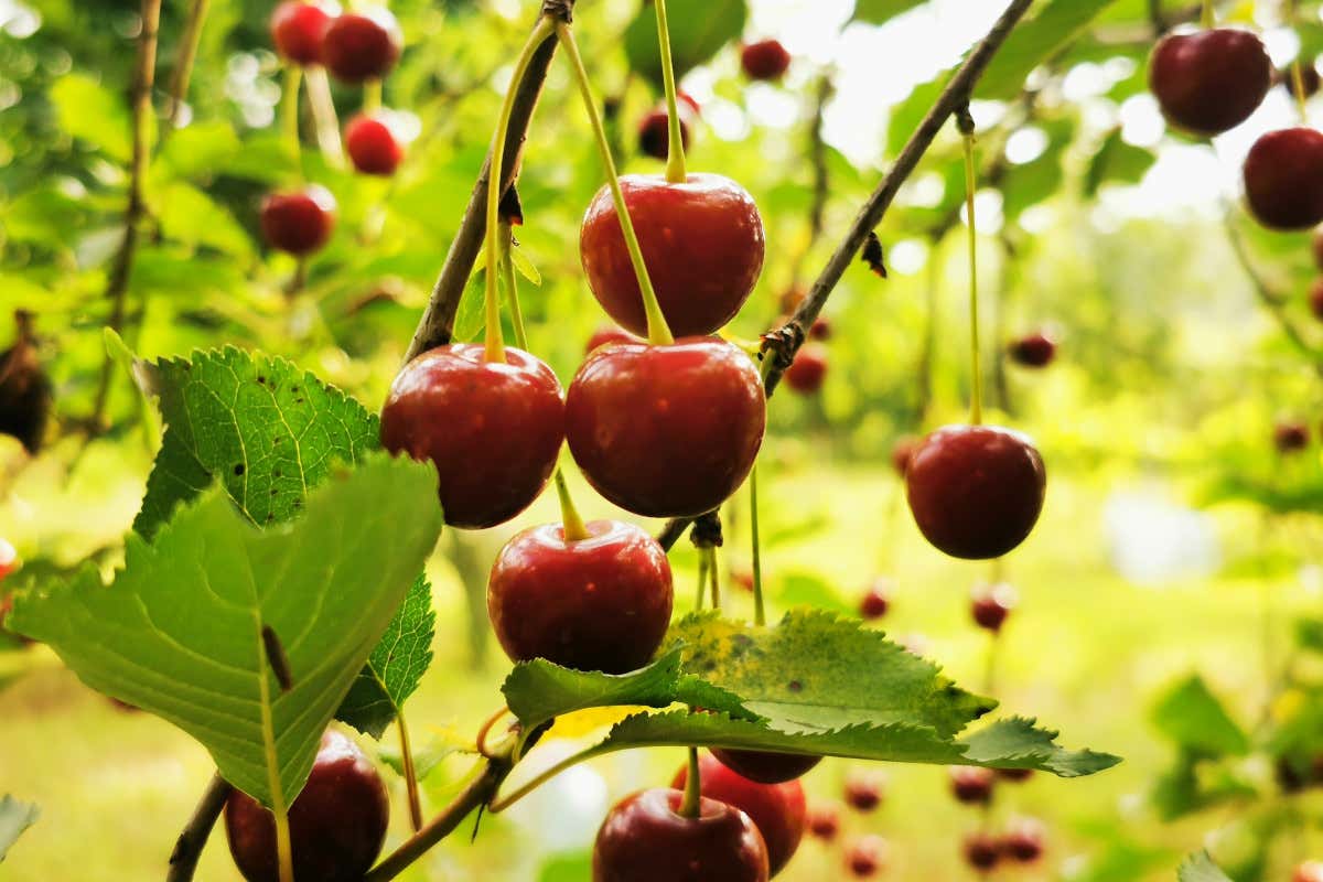 Ciliegie, il frutto che fa bene (davvero): poche calorie, tanti benefici