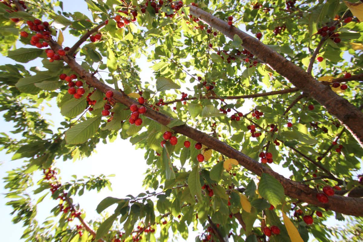 La Ciliegia dell'Etna  Dal pistacchio al miele dalle fragole alle mele: tutto il gusto dell’Etna