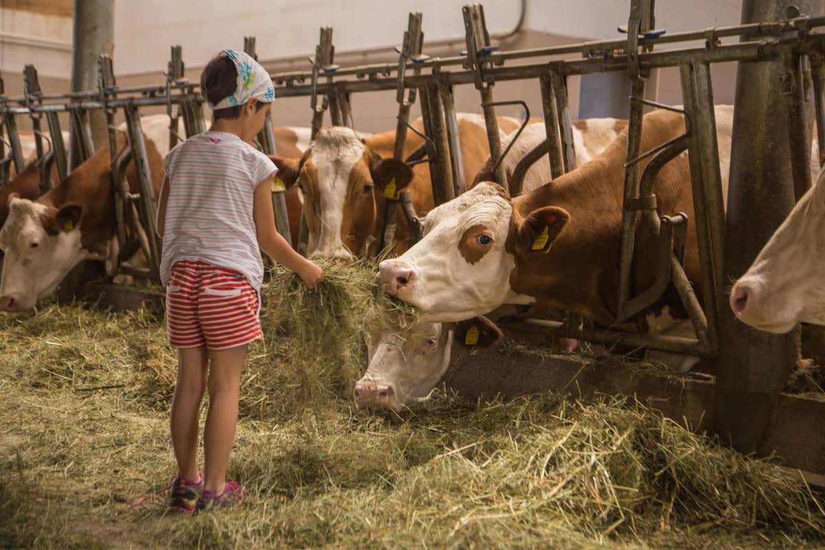 Brava Part  Autunno in montagna per gustarsi i frutti della stagione