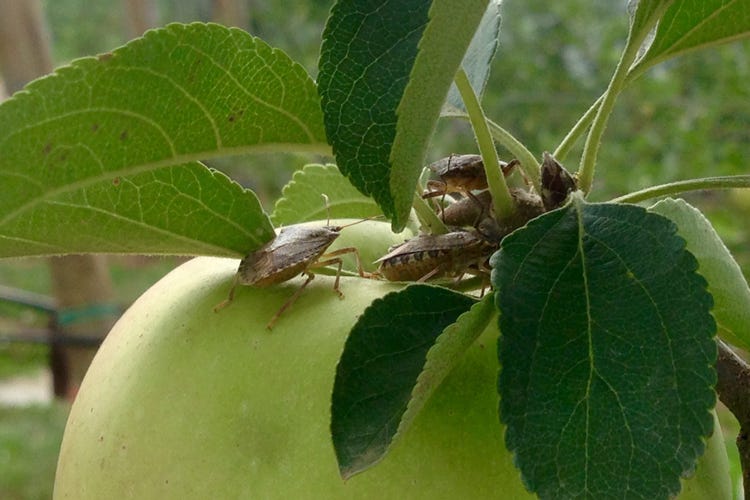 Cimici asiatiche all'attacco delle mele (Cimice asiatica, 250 mln di danni Centinaio: «Presto un tavolo»)
