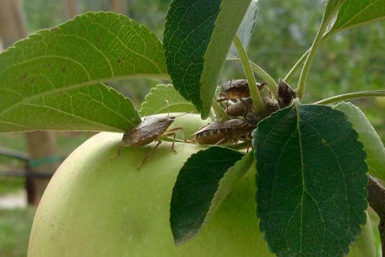 Cimici asiatiche all'attacco delle mele (Cimice asiatica, 250 mln di danni Centinaio: &laquo;Presto un tavolo&raquo;)