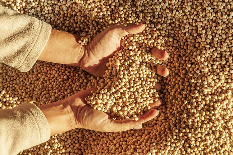 L'Italia produce il 50% di soia in Europa (Cina, 67% di import di soia Spinta per l’accordo sui dazi) L'Italia produce il 50% di soia in Europa (Cina, 67% di import di soia Spinta per l’accordo sui dazi)