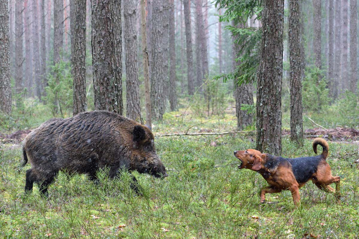 AtooDog Maglietta Cinghiale Patito Della Caccia, Stampa Diretta Indelebile, Lavabile A 40°, Regalo Per Cacciatori