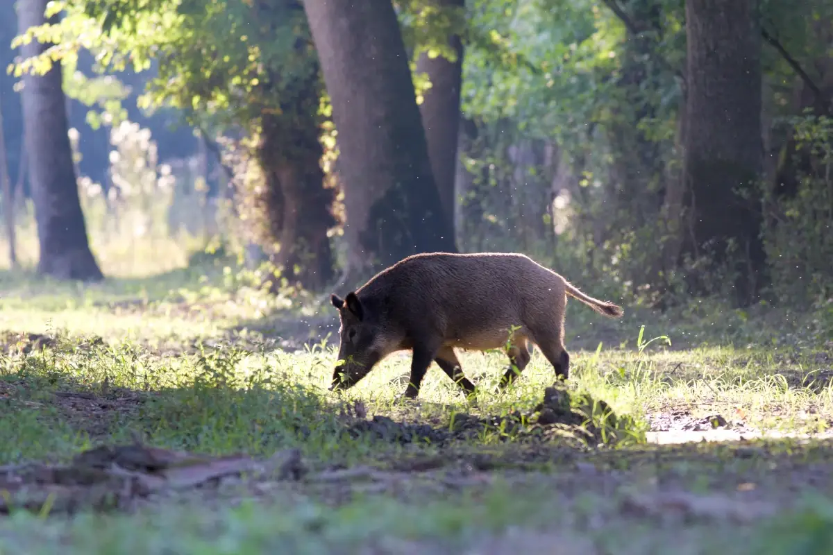 Emilia-Romagna, peste suina in un cinghiale morto in alta Valtrebbia