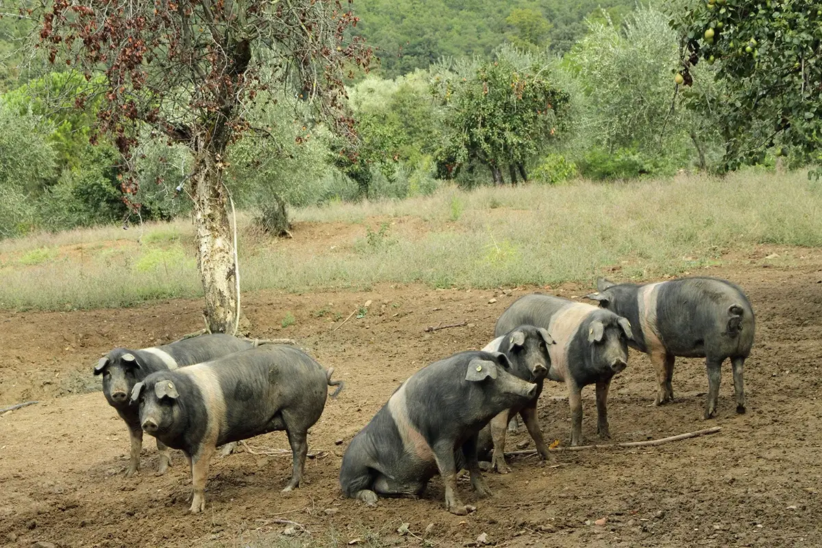 La Cinta Senese in via straordinaria non sar&agrave; pi&ugrave; allevata allo stato brado o semibrado Peste suina, modiche temporanee al disciplinare Cinta Senese Dop