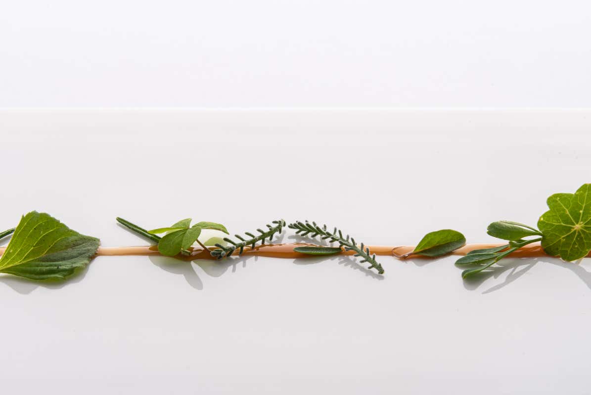 Mela 100% Cinzia Mancini e la sua ricerca sul mondo dei vegetali