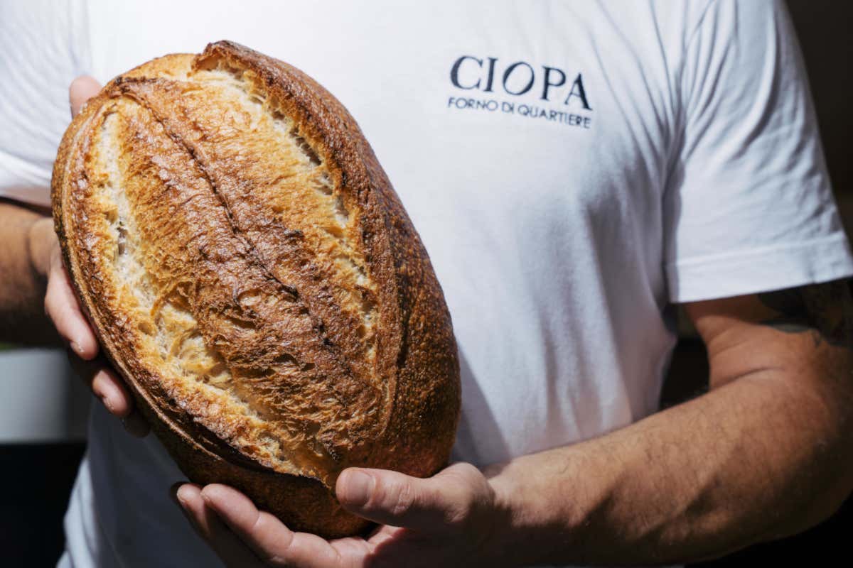 Il mazì Con “Ciopa”, la pagnotta veneta va alla conquista di Milano