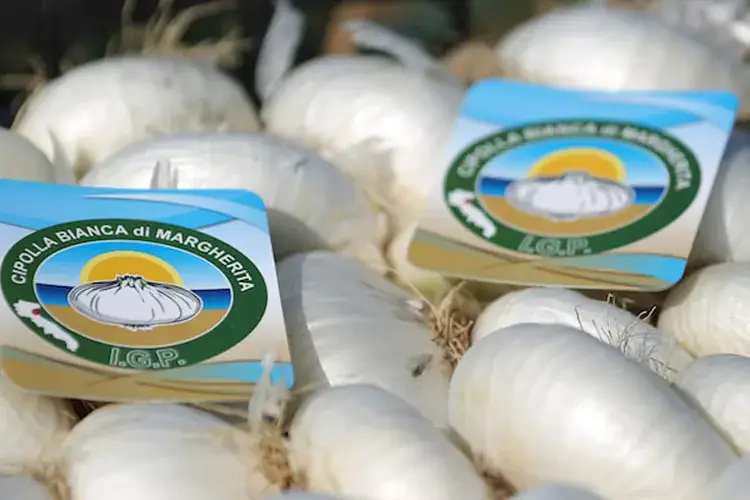 Cipolla bianca di Margherita Dopo l&rsquo;Igp sempre pi&ugrave; green