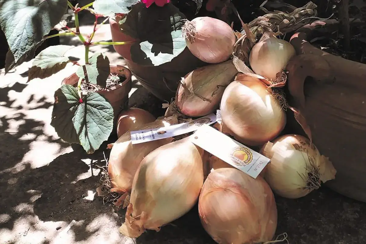 La cipolla di Vatolla &egrave; un nuovo Presidio SLow Food La dolce cipolla di Vatolla &egrave; nuovo presidio Slow Food