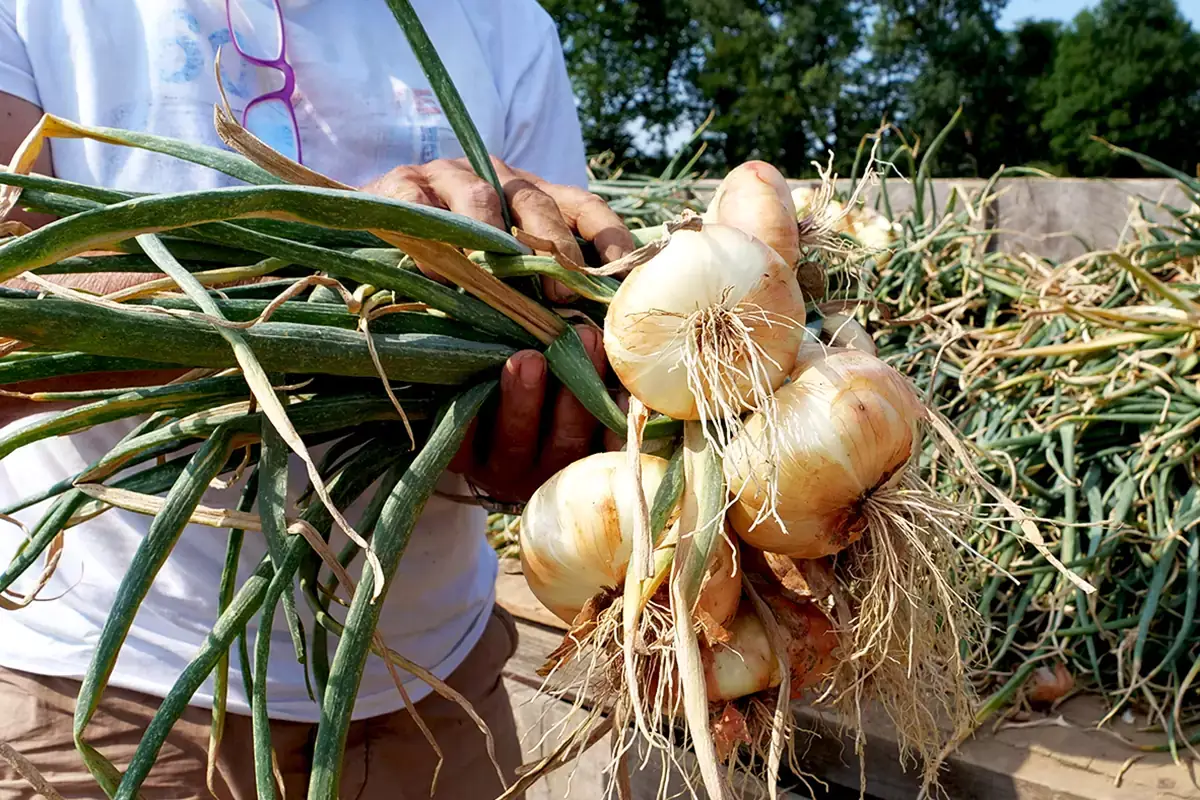 La cipolla bionda di Cureggio e Fontaneto Bionda, piatta e dolce: &egrave; la cipolla di Cureggio e Fontaneto