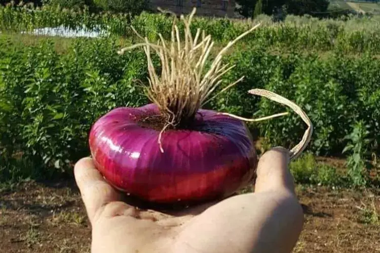 La Cipolla Rossa Piatta di Pedaso Presidio Slow Food