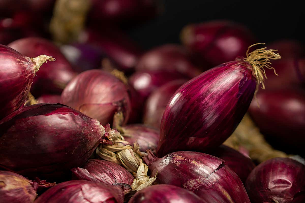 Cipolla Rossa di Tropea protagonista delle conserve autunnali