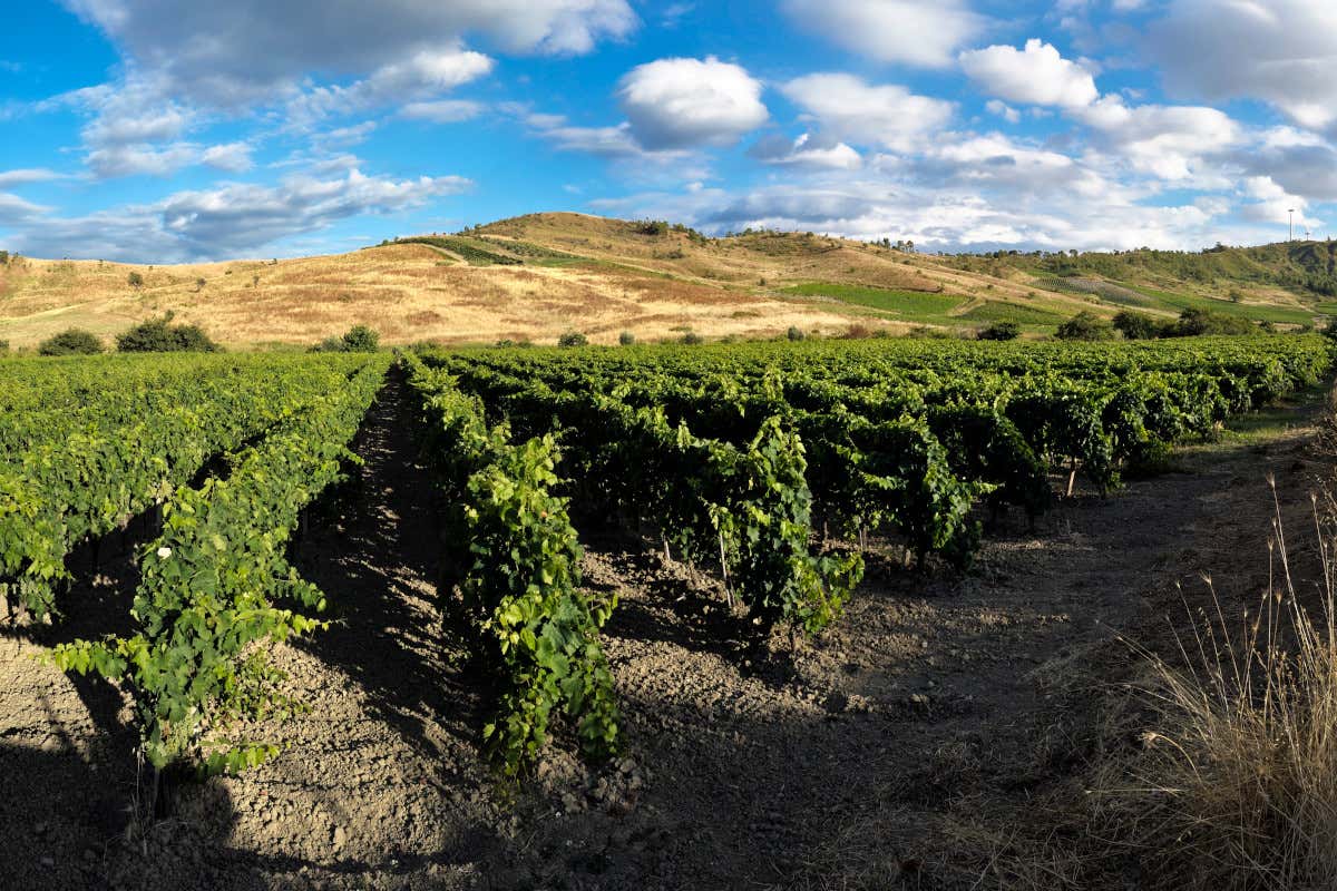 Il Cirò Classico ottiene il riconoscimento Dop: ufficiale l'iscrizione nel registro Ue Il Cirò Classico ottiene il riconoscimento Dop: ufficiale l'iscrizione nel registro Ue