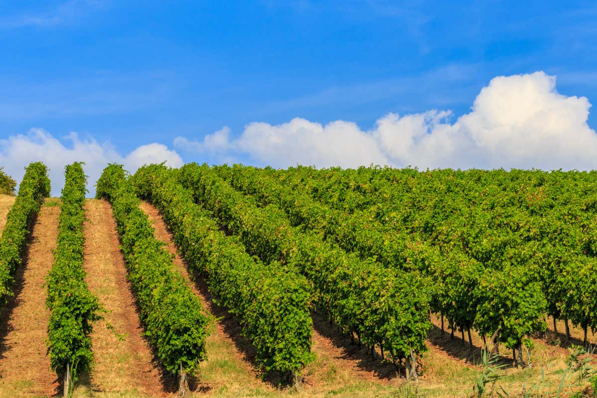 L’Oltrepò è la più grande area italiana coltivata a Pinot nero