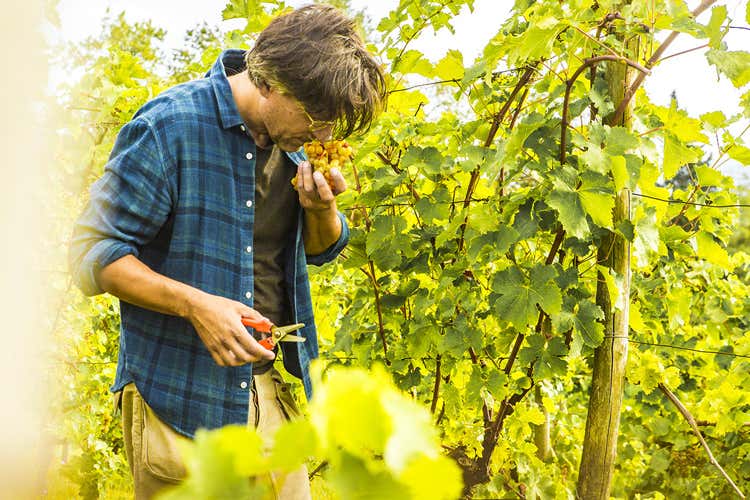 I vitigni dell'azienda I Clivi (I Clivi, l&rsquo;anello di congiunzionetra Collio e Colli orientali)