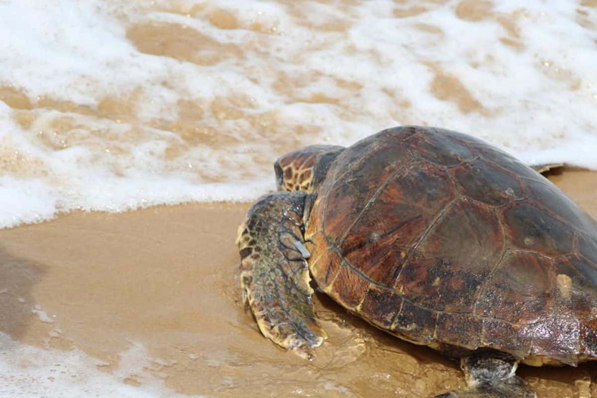 Il tonno Coalma festeggia i cento anni aiutando&hellip; le tartarughe