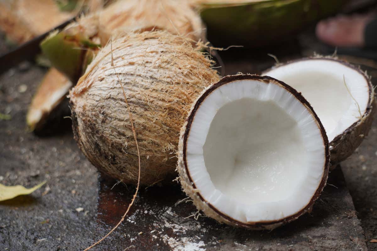 Cocco, un frutto tropicale fonte di nutrienti (ma da consumare con equilibrio)
