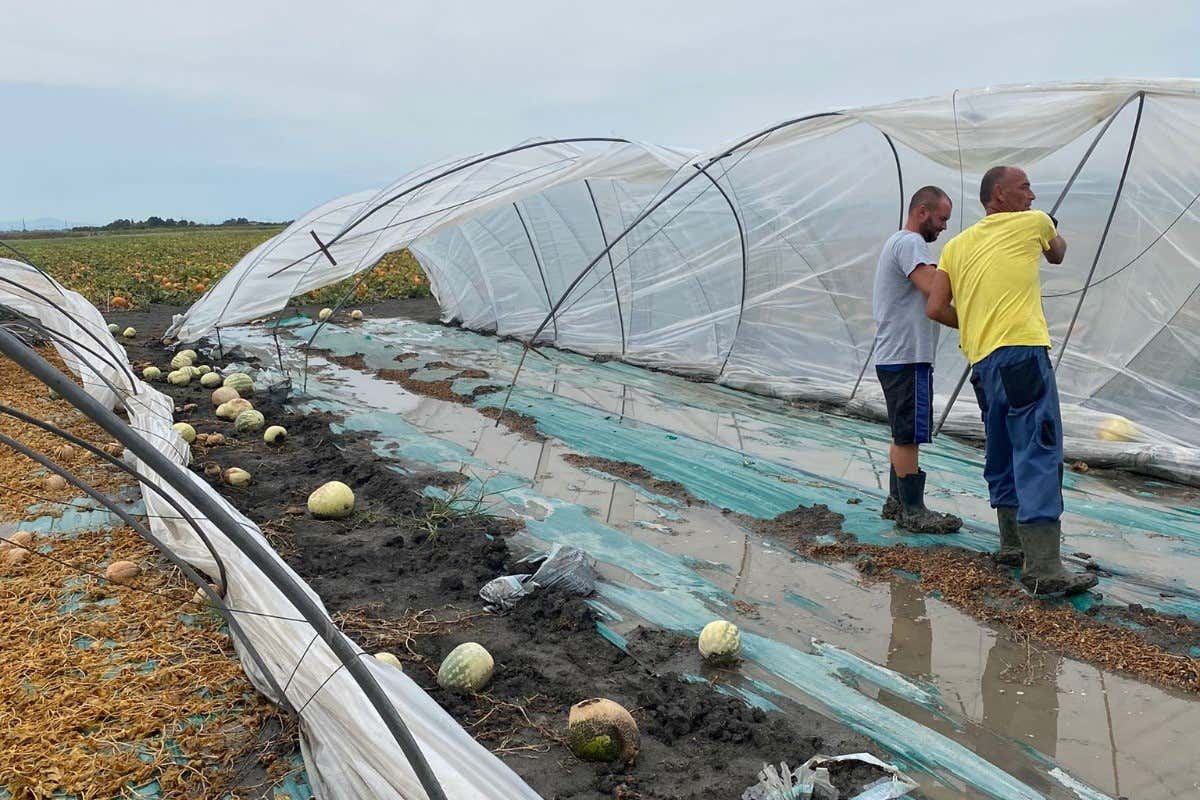 Serre danneggiate dal maltempo Maltempo, agricoltura in ginocchio: la conta dei danni da Nord a Sud