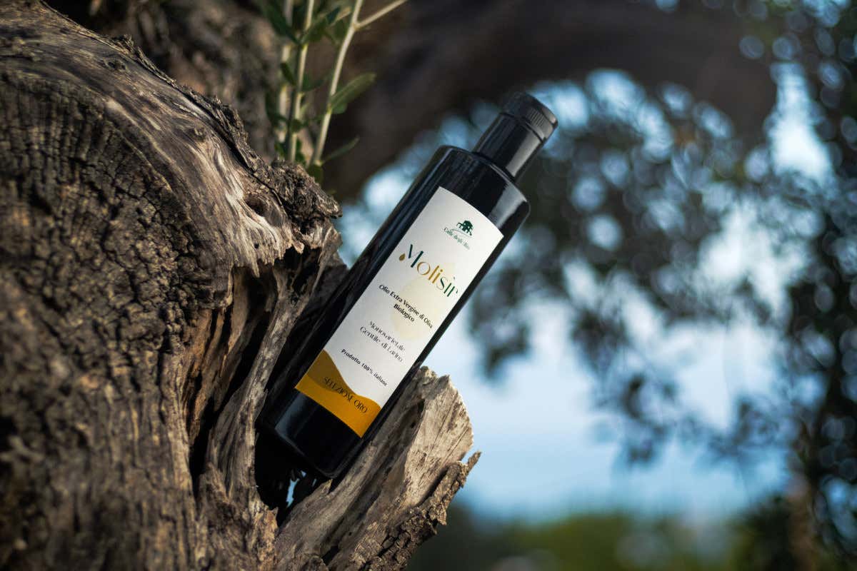 L'olio extravergine d'oliva