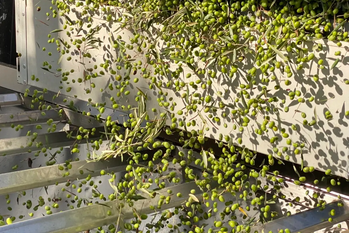 Cooperativa agricola Colli Etruschi: 60 anni a valorizzare l'oro verde della Tuscia