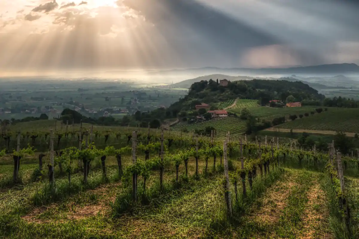 Una veduta dei Colli Euganei Colli Euganei, un&rsquo;estate a spasso tra le vigne all&rsquo;insegna della ripartenza