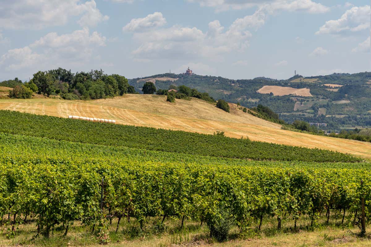 I colli bolognesi, dove si produce principalmente Pignoletto