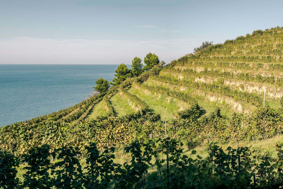 Pesaro: riscoperta di un territorio enologico tra boschi, colline e mare Pesaro: riscoperta di un territorio enologico tra boschi, colline e mare