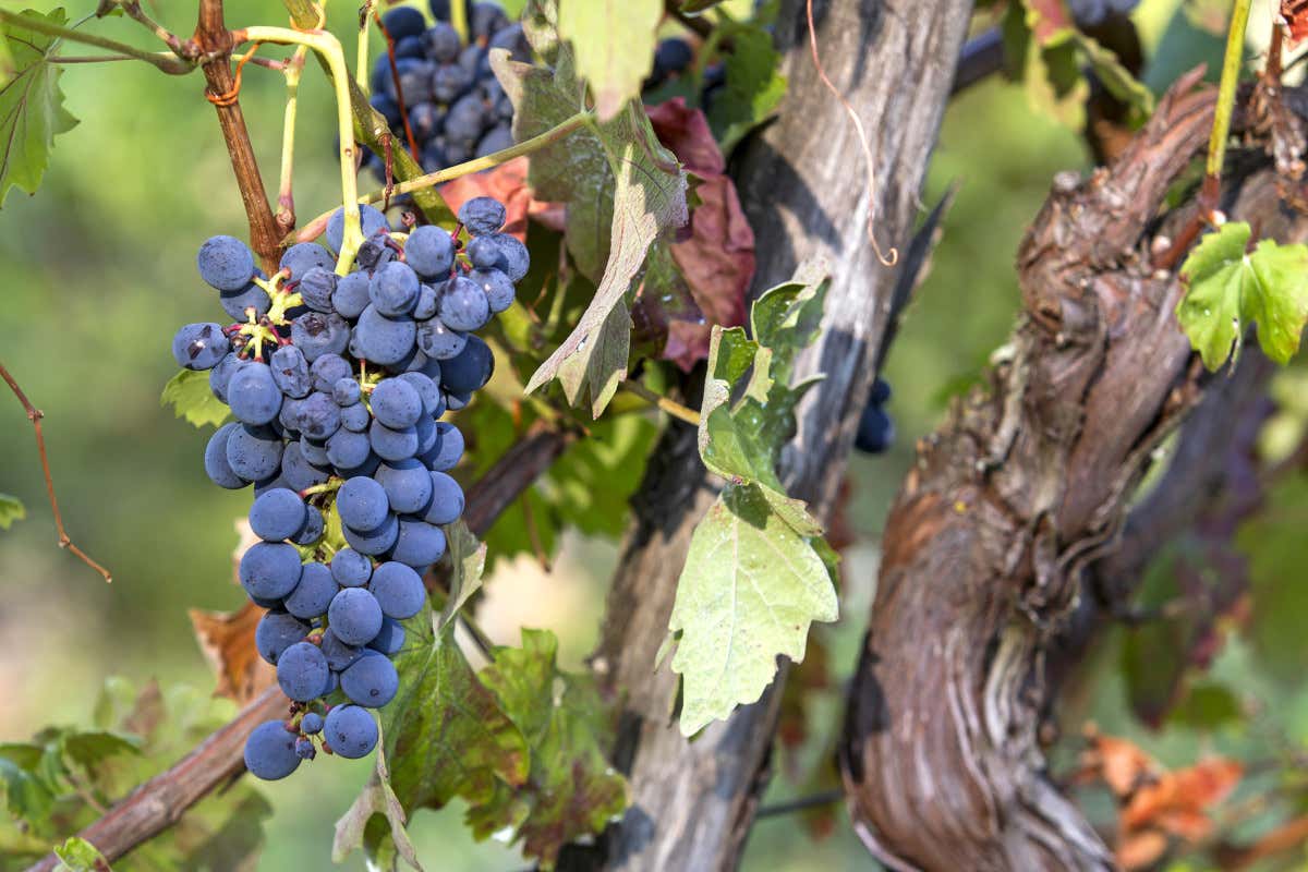 Colli Piacentini: un futuro incerto tra tradizione e innovazione