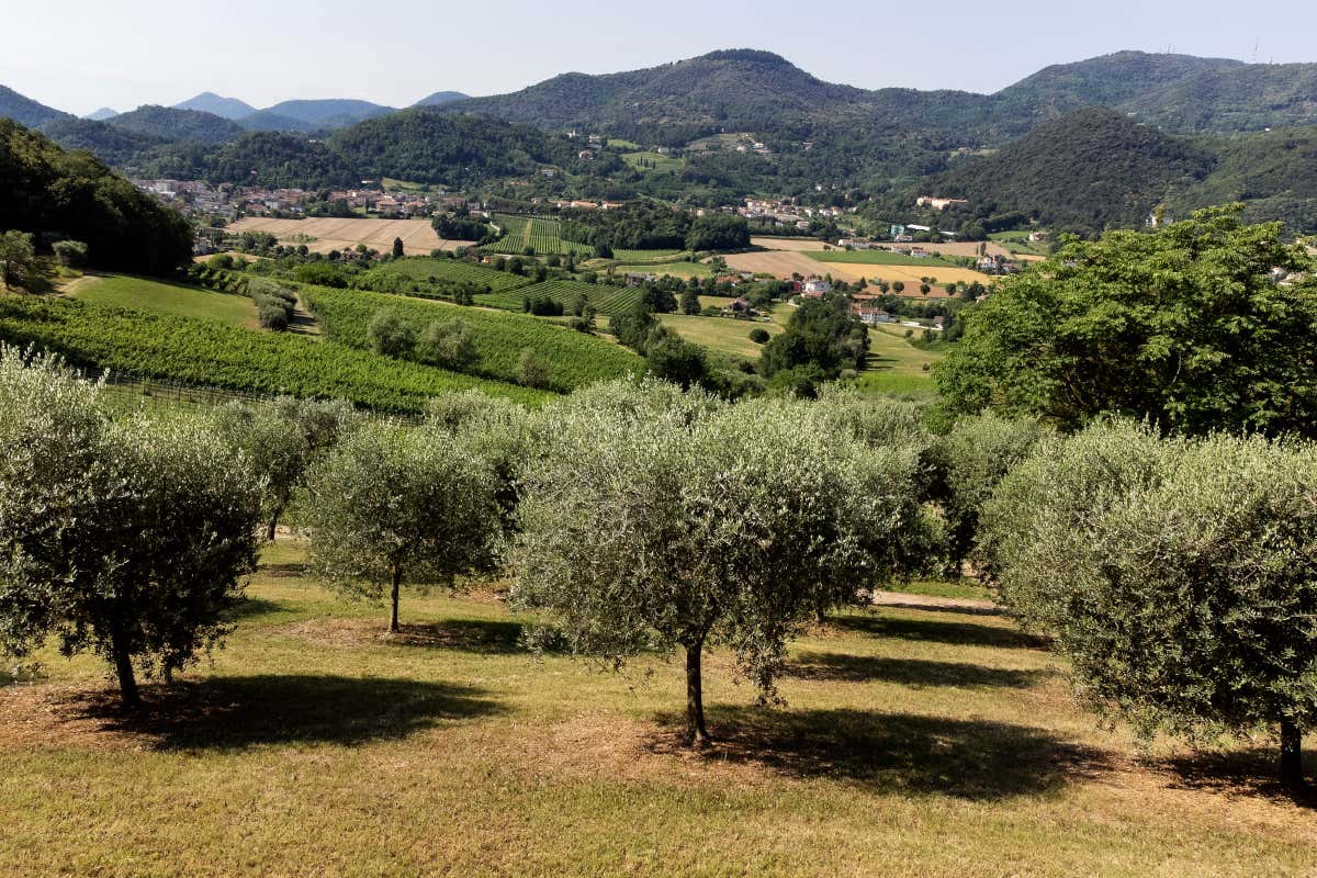 La meraviglia dei colli Euganei Colli Euganei, dal cibo al vino passando per le terme. Turismo a 360 gradi