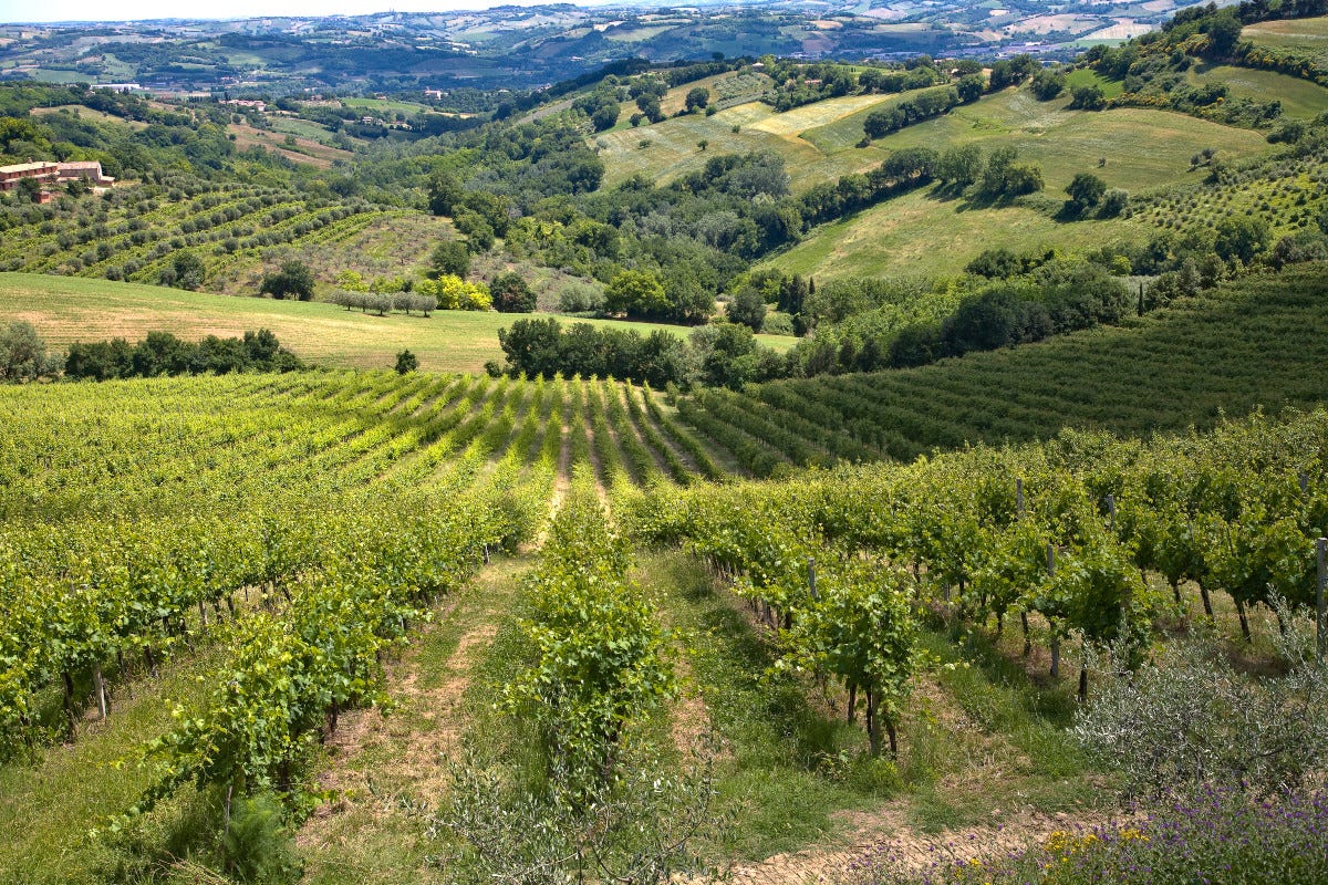 Le colline marchigiane  Il terzo trentennio di Lucio Pompili: tra vino, terra e cucina DA FINIRE