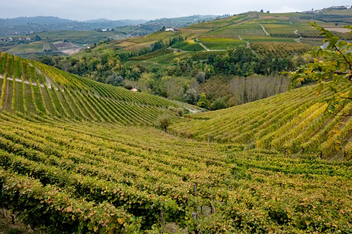 Le colline delle Langhe (foto Alessandro Sgarito) Alba, paesaggi incantevoli per un turismo slow e di qualit&agrave;