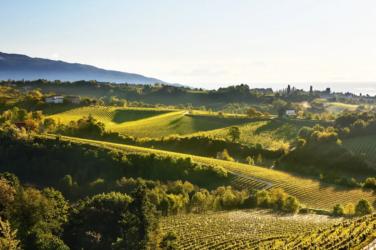 Le colline di Conegliano, terra del Prosecco Colline del Prosecco: alla scoperta di borghi e monumenti straordinari