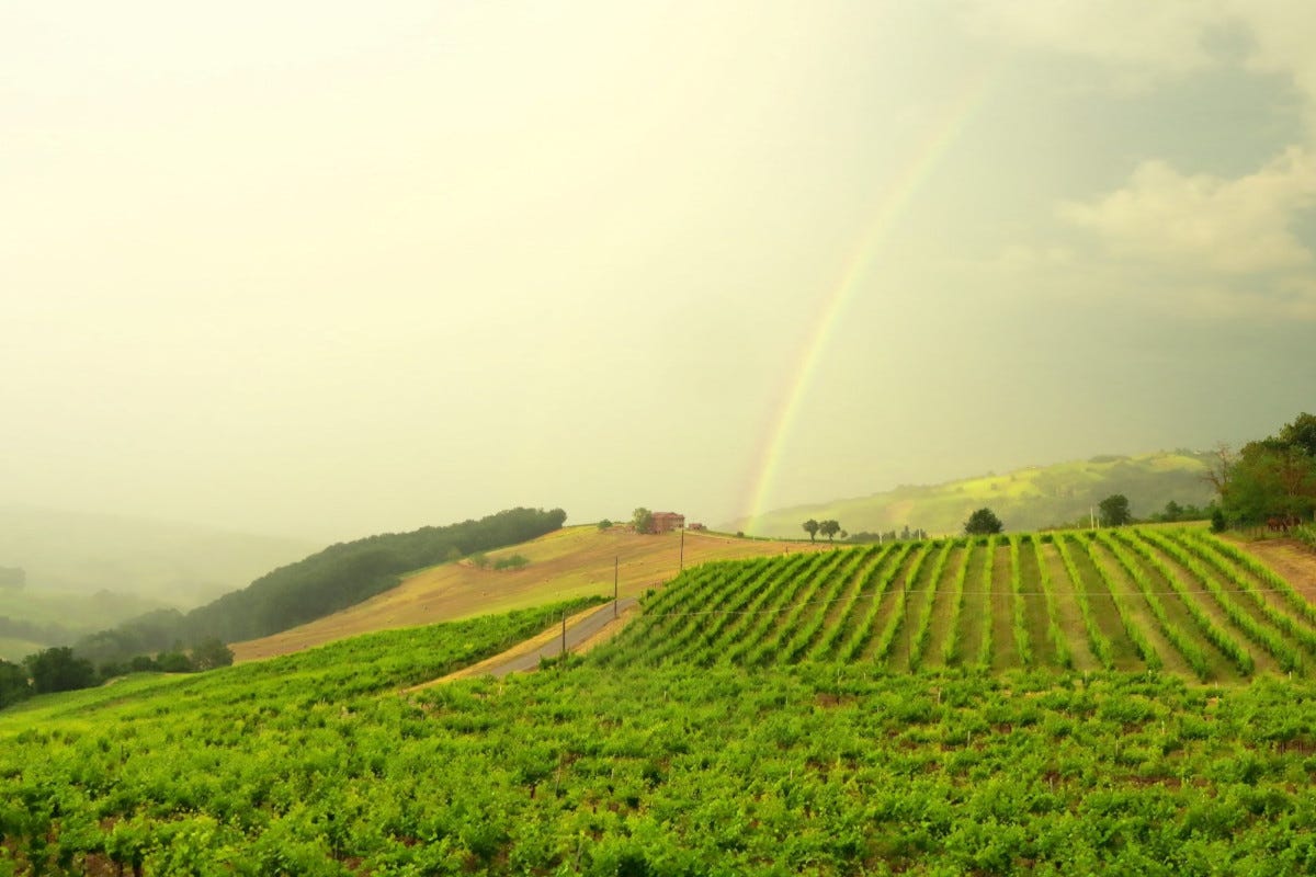 “Amici di Vite”, vini da tutta Italia si raccontano tra le colline dell'Oltrepò