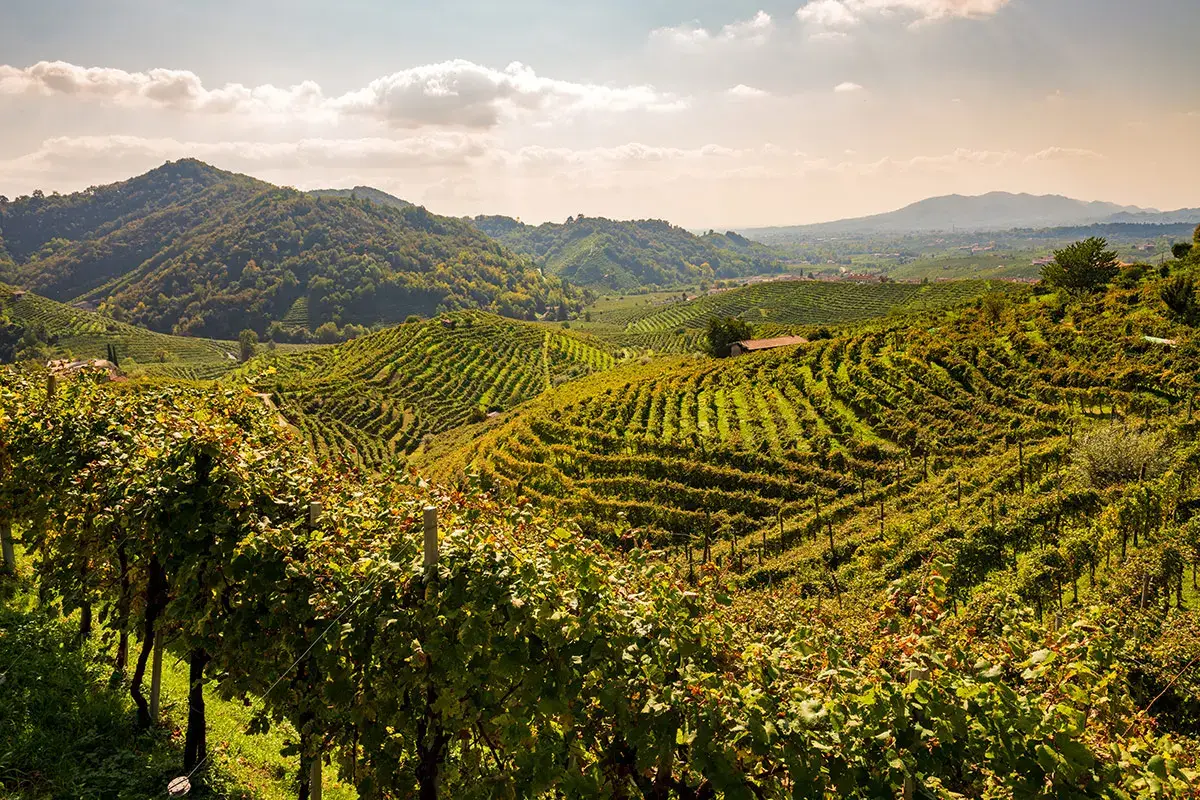 La Prosecco-mania non si ferma 7 bottiglie su 10 finiscono all'estero