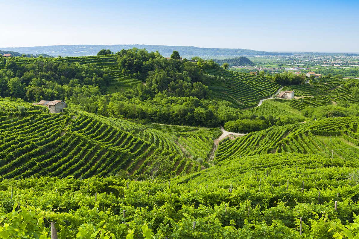 Le colline del Prosecco Veneto, una regione fatta per il turismo enogastronomico
