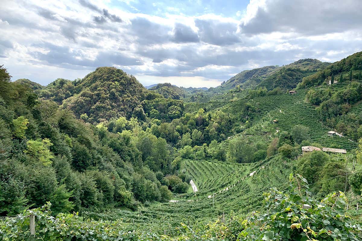 Località Collagù, nel territorio del Prosecco Superiore di Conegliano Le pratiche virtuose di Perlage Winery e Amorim Cork Italia