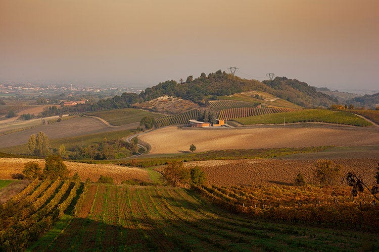 Le colline coltivate a vigna nel tortonese - Dalle colline di Tortona la proposta: Rimborsi al 50% del fatturato perso