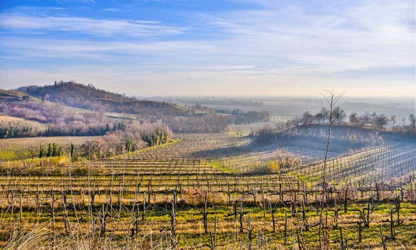 I vigneti del Collio senza soluzione di continuità fra Italia e Slovenia (Il piccolo Trump friulano e le vigne che uniscono) I vigneti del Collio senza soluzione di continuità fra Italia e Slovenia (Il piccolo Trump friulano e le vigne che uniscono)