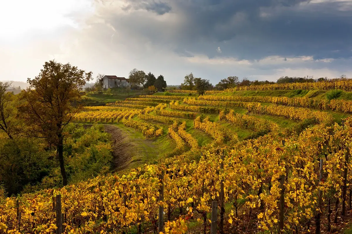 Vigne de Collio in autunno In Friuli Venezia-Giulia l&rsquo;autunno fa rima con gusto