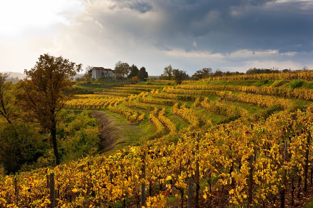 Vigne de Collio in autunno In Friuli Venezia-Giulia l’autunno fa rima con gusto