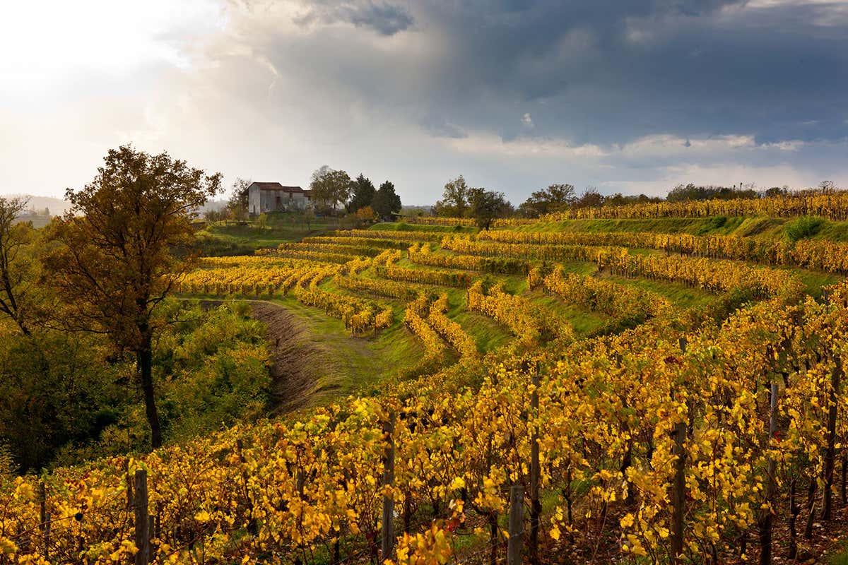 Vigne de Collio in autunno In Friuli Venezia-Giulia l’autunno fa rima con gusto