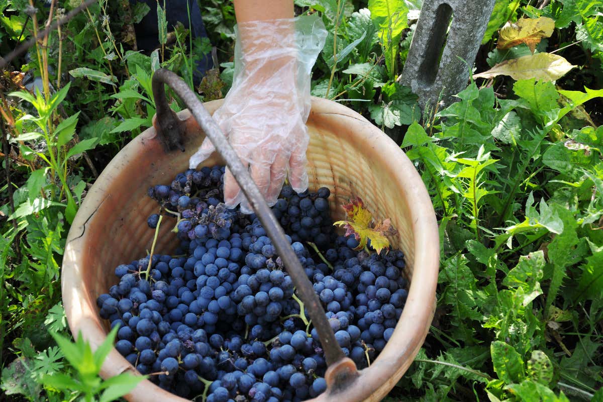 Terre d’Oltrepò, il rilancio passa dal Veneto? Collis raccoglie consensi tra i viticoltori