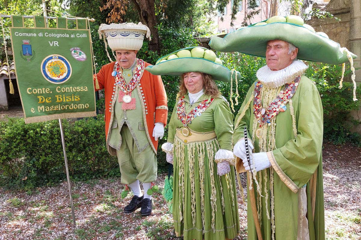 Verdone Nano di Colognola: un tesoro primaverile dalle colline del Veronese