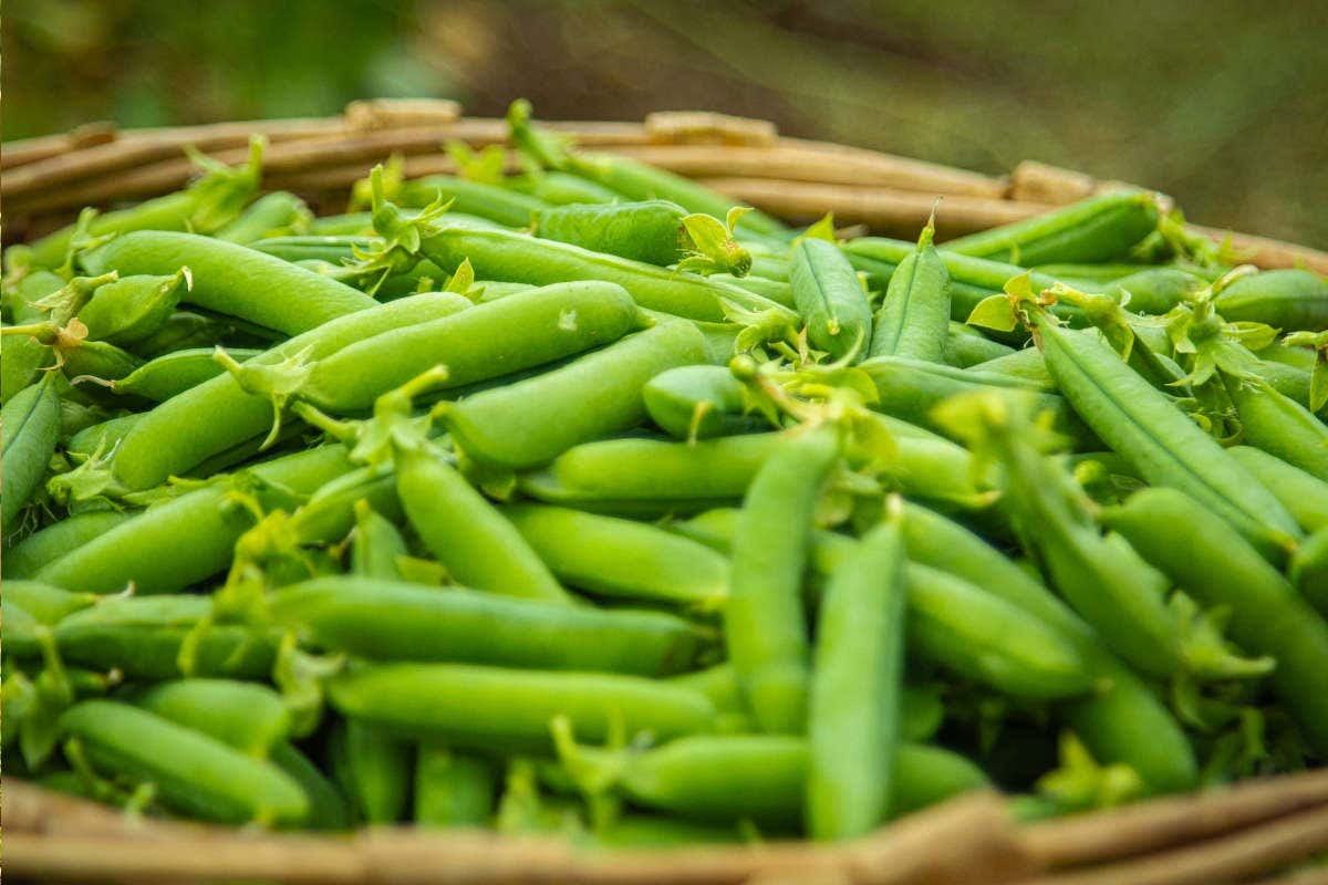 Verdone Nano di Colognola: un tesoro primaverile dalle colline del Veronese