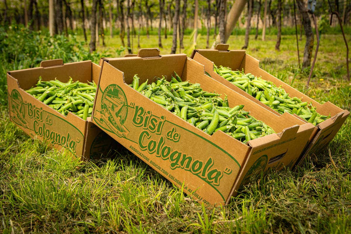 Verdone Nano di Colognola: un tesoro primaverile dalle colline del Veronese