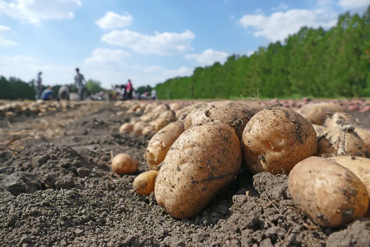 Ecco la truffa delle patate: erano francesi, ma sporcate con terra del Salento